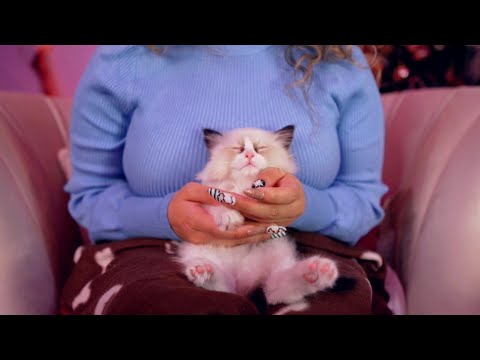 ASMR | Kitten Massage (brushing, treats, kisses, purr)🐱