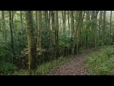 ASMR walking in the woods | Nature Sounds