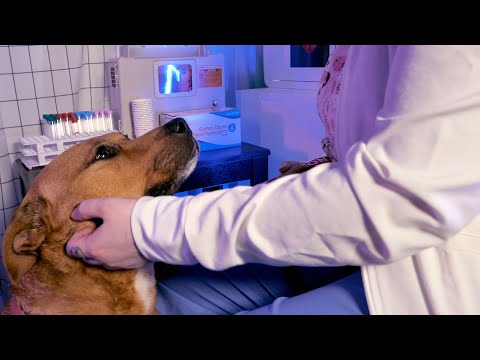 ASMR Critical Care Nurse Exam with Emotional Support Dog