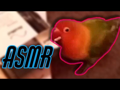 Birb does ASMR - Lovebird Edition | TinyTingles 1 Min Paper Sounds