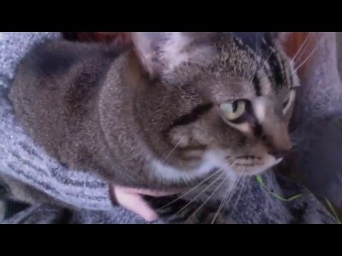 Cat Purring ASMR Cat Petting