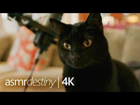 ASMR | My Cat Has Taken Over! (4K)