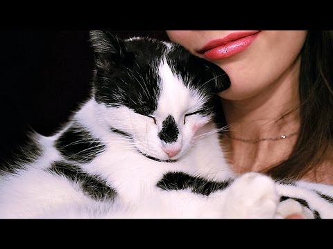 ASMR Cat Cuddle Purring Sounds 😻