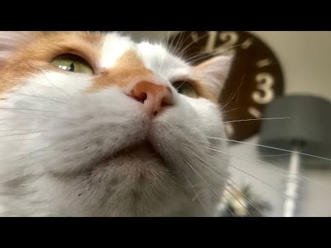Cat Does ASMR 🐱 Soothing Purring, Feeling Content