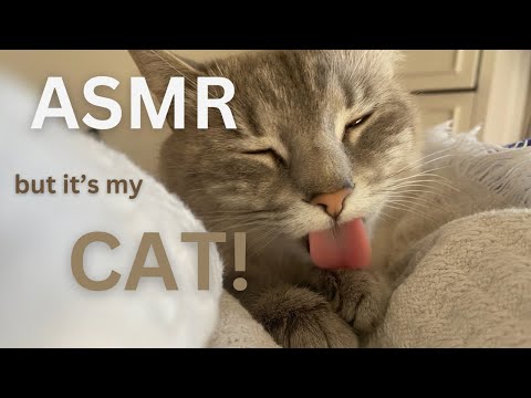 ASMR but it's my CAT (lofi scratching and crunchy sounds, licking, purring)