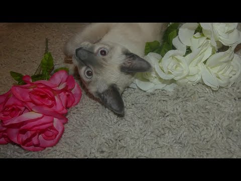 ASMR Crinkle Sounds and Siamese Cat