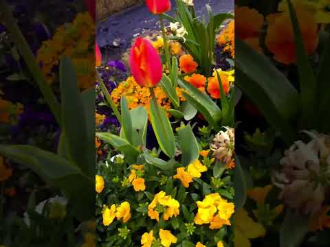 ASMR Spring Flowers to Brighten Your Day 💖🌷💖 #relaxing #nature