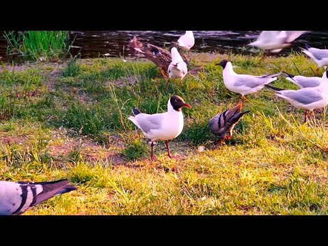 Relaxing Nature Sounds 1 Hour 🕊  Bird Sounds 🦆 (Ducks, Seagulls, Pigeons)