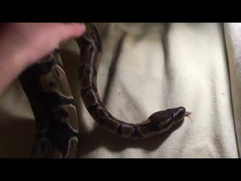 Snake ASMR🐍 meet Freya the ball python