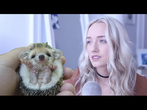 ASMR Tapping A 3D Printed Hedgehog! | GwenGwiz