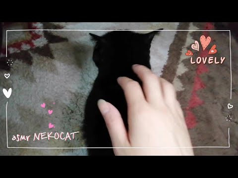 [ASMR😽] Cat Back Scratch (*˘︶˘*).｡.:*♡