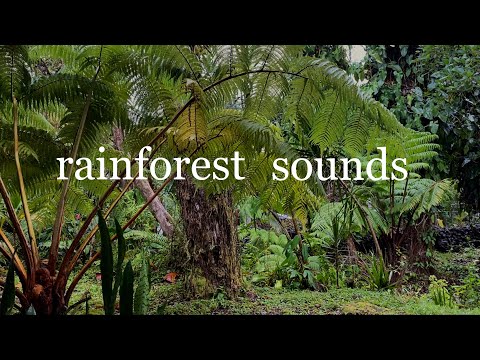 ASMR Relaxing Tropical Rainforest Sounds for 1 HOUR