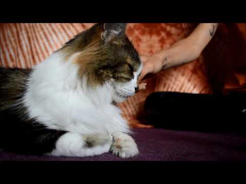 ASMR for Cat Lovers! 16 Minutes of Purring, Crunching Biscuits and Cuddles ~~Relax With Simba~~