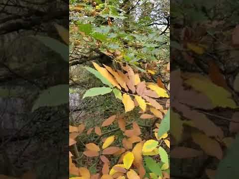 ASMR nature sounds | the beauty of autumn 🍁