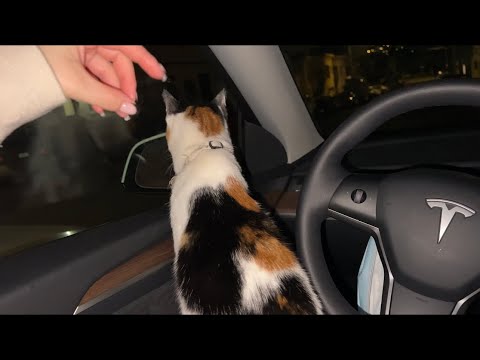 LOFI car ASMR with cat