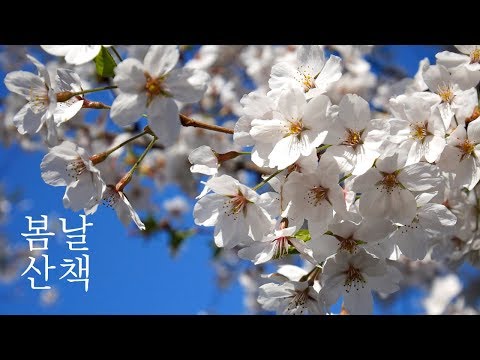 [한국어 ASMR] 바람부는 봄날 산책 / A windy spring day