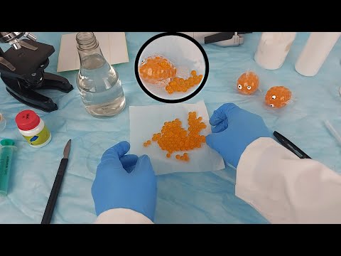 The most fascinating operation on a goldfish *ASMR*