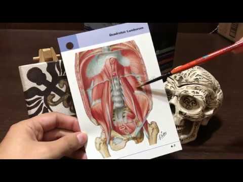 LoFi ASMR Español [Minimicrofonito]: Tarjetas de Anatomía - Abdomen Parte 2 [Paintbrush Tracing]