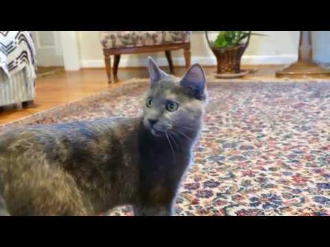 ASMR: cat plays, get petted, and purrs