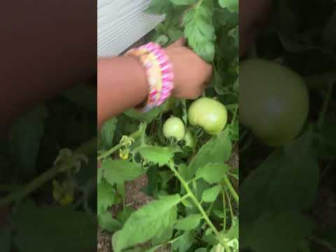 showing off my tomato plant ASMR