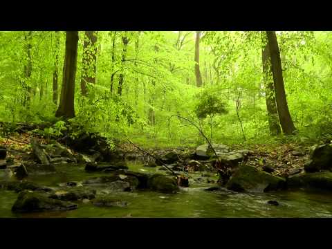 60 minutes of Woodland Ambiance (Nature Sounds Series #4) Trickling Stream & Birds Sounds