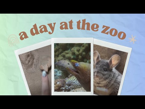 Tracing and Tapping Visuals at The Zoo