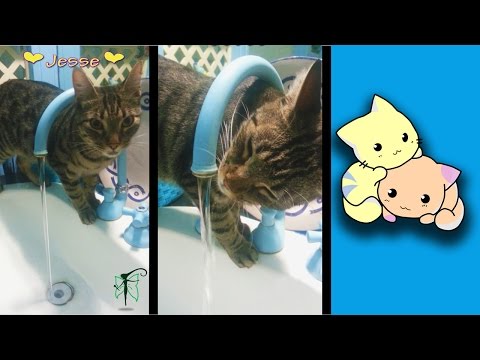 Jesse likes to drink from the tap! (=^ ω ^=)ノ