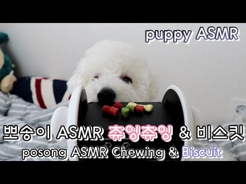 [puppy ASMR] 아기강아지비숑ASMR｜강아지먹방｜비스킷Biscuit 이팅사운드｜eatingsound｜mukbang｜asmr korea｜ears clean ｜