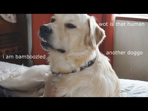 ASMR Pampering my Golden Retriever Doggo [Binaural Brushing and Panting]