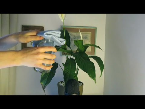 ASMR 🌿🌱 Washing my Plant 🌱🌿| inaudible whispering