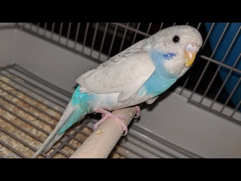 NOT ASMR - My Pet Bird Parakeet 🐦 His Name is Blue! - Vlog Video