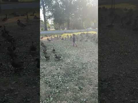 Duck hunt 🦆 #nature #ducks #animallover #morning in the #park