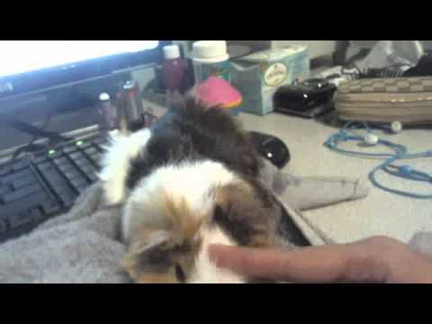 guinea pig loves his pets from me I love to pet his beautiful fur