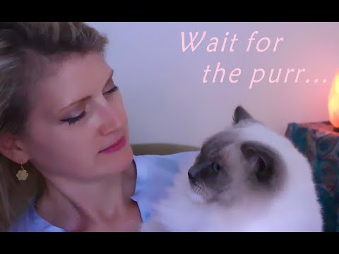 ASMR Kitty Boo! Wait for the Purr... 😻