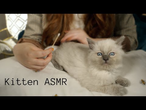 ASMR Kitten Cuddles - Meet My New Ragdoll Babies *Soft Spoken*