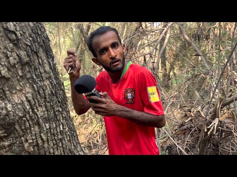 ASMR In Forest 🌳