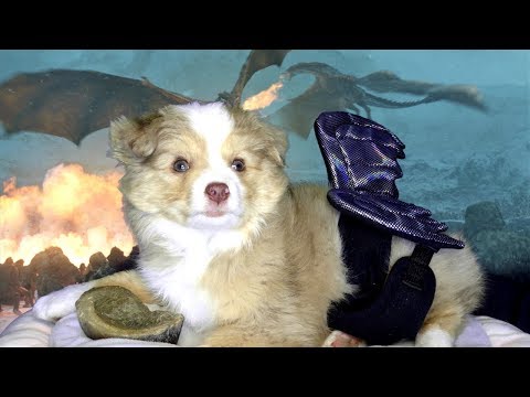 ASMR Game Of Thrones Roleplay But My Puppy Is The Dragon | Winterfell Groomers 🐶❄️