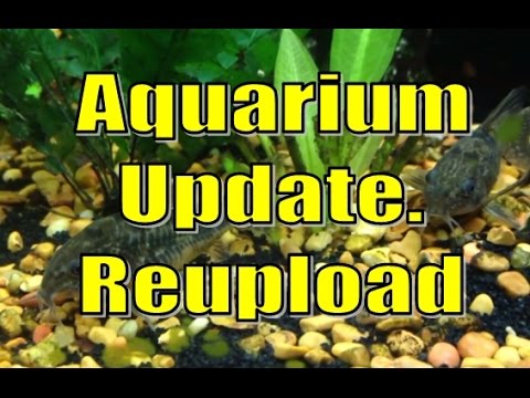 Aquarium Update Re-upload - Almost No Music