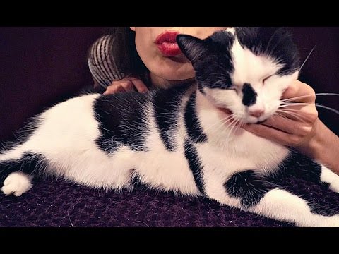 ASMR Cat Purring Sound Therapy (No Talking) 😽