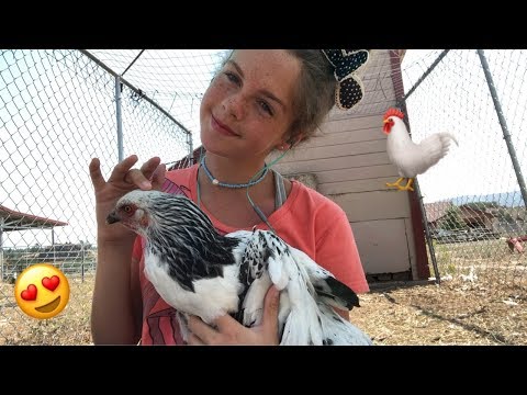ASMR | gently brushing my chickens