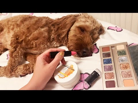 ASMR Doing My Dogs Makeup RP (Whispered, LoFi)