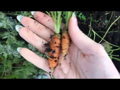[ASMR] Harvesting Disappointingly Small Carrots