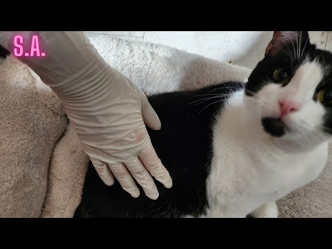 Asmr | Petting & Massaging Miu with Surgical Gloves