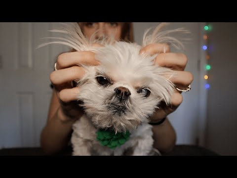 ASMR Tapping On My Plastic Dog