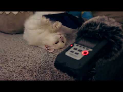 Purrrr ~ Cat petting ASMR with brush sounds!