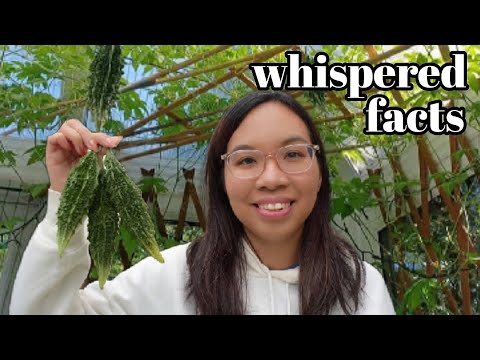 ASMR: WHISPERING FACTS About Bitter Gourd (Close-up, Breathy Whispers) 🍲🌱 [Binaural]