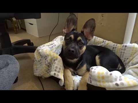 ♥ ASMR ♥ Puppy chewing favourite stick • Cuteness Overload • Guaranteed Relaxation