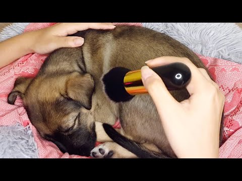 Sleepy Puppy Pamper ASMR ✧ Whispering, Brushing, Puppy Breathing
