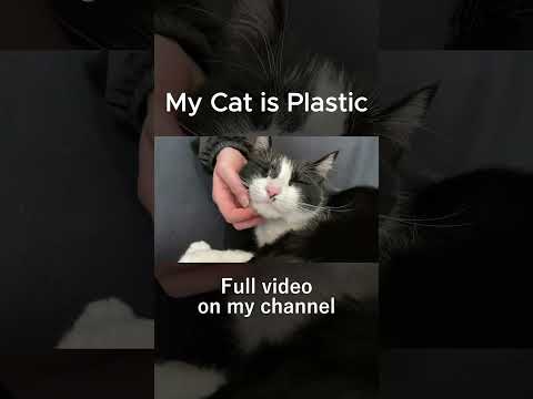 ASMR My Cat is Plastic | Meu Gato é Plástico #asmr #layeredsounds #shorts