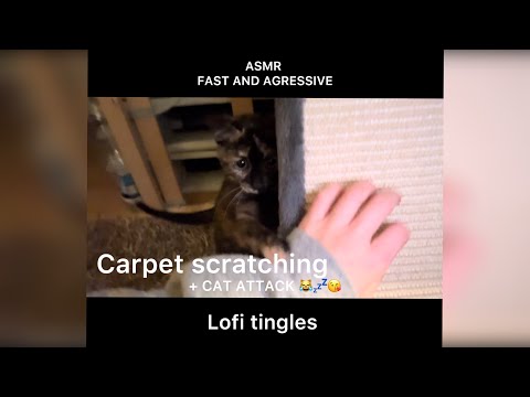 ASMR fast and aggressive | LOFI | Carpet scratching + Baby cat 💅🏻💤❤️😸😴😹 100% tingles ❣️